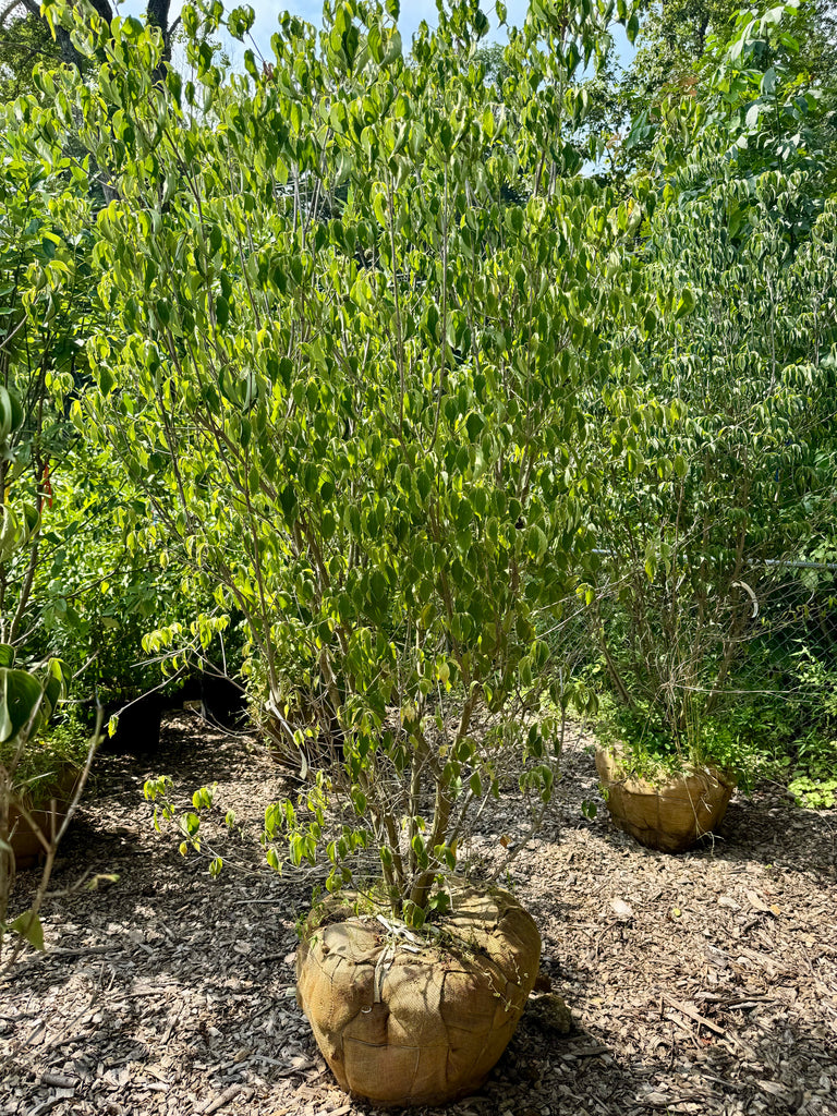 Kousa Dogwood Sold Online For Local Delivery! — Gardens of the World