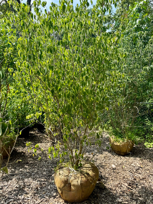 Kousa Dogwood