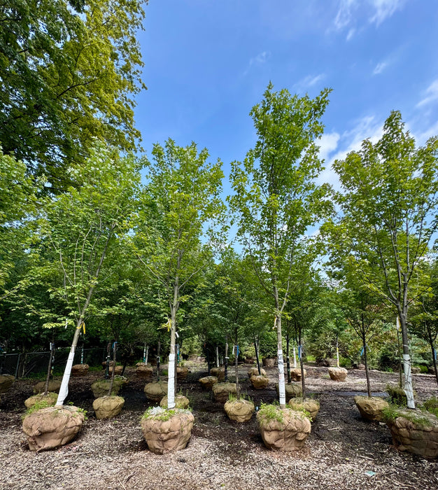 Autumn Blaze Maple