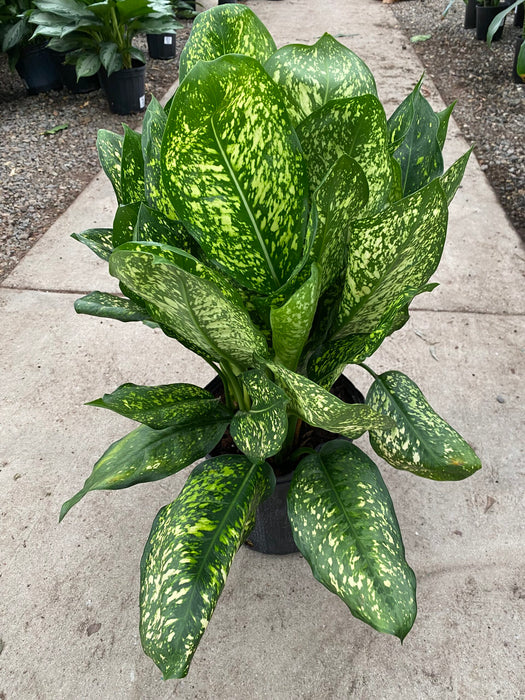 Lumina Chinese Evergreen