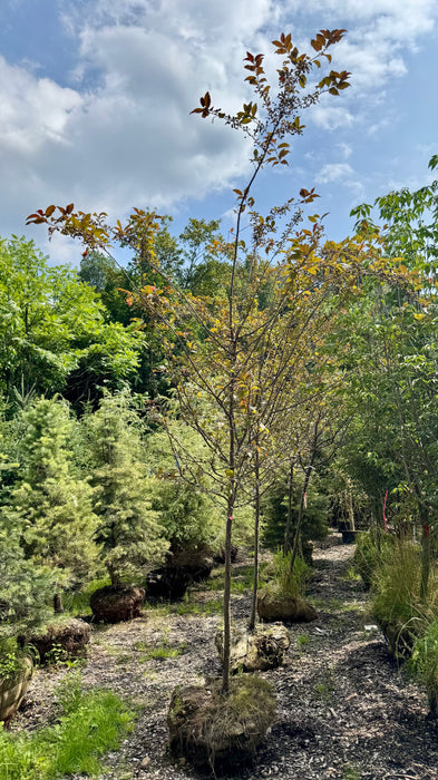 XL Prairifire Crabapple