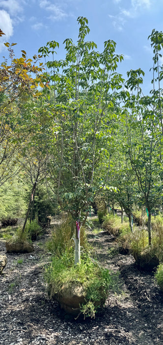 XL Aurora Dogwood