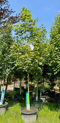 XL Green Mountain Maple