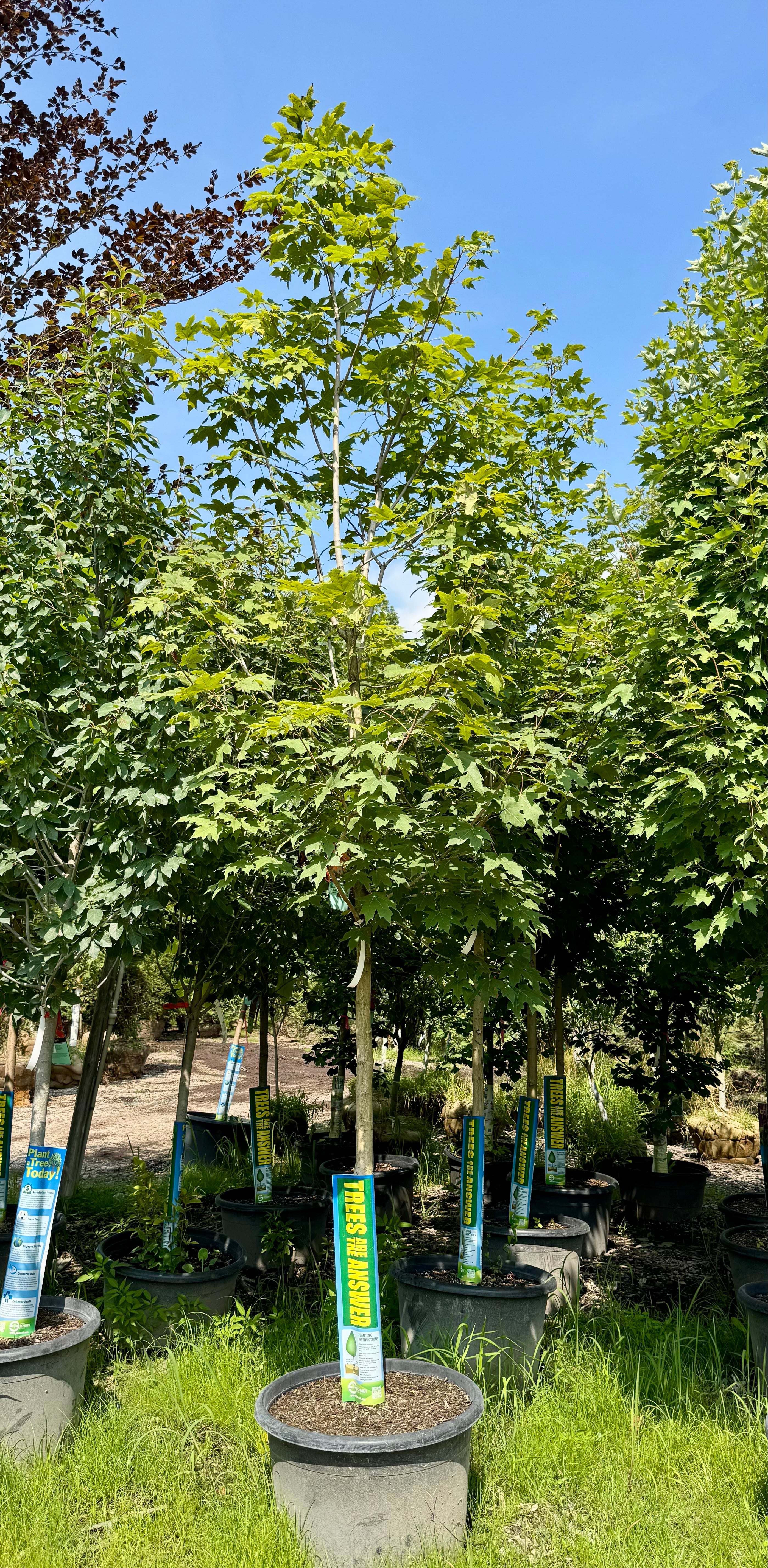 XL Green Mountain Maple