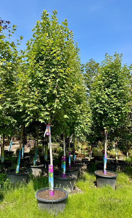 XL Armstrong Gold Maple