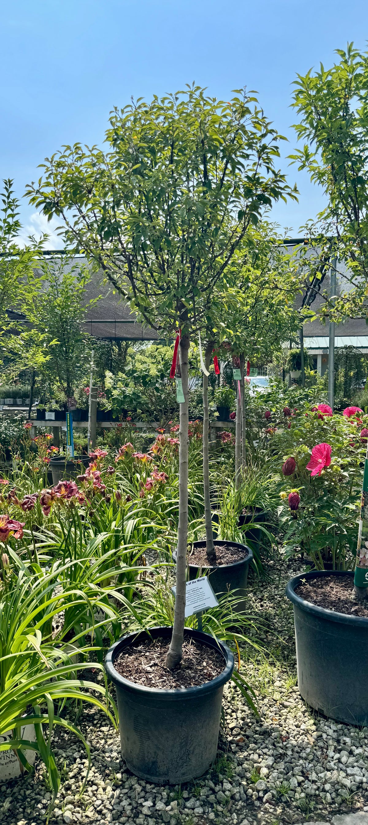 XL Coralburst Dwarf Flowering Crabapple | Compact Tree with Big