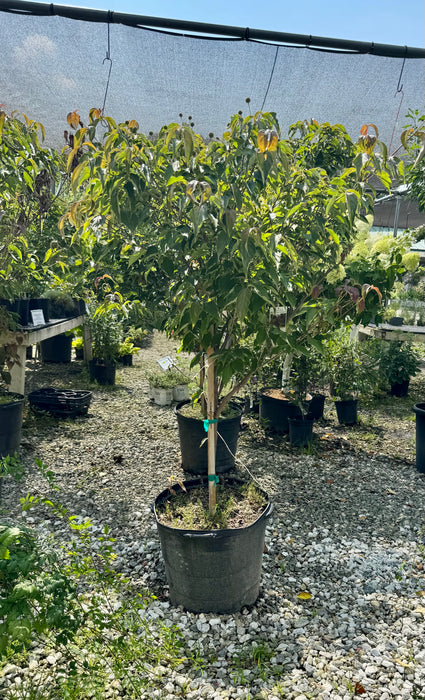Scarlet Fire Kousa Dogwood