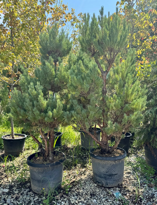 XL Watereri Scotch Pine