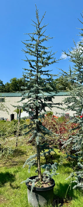 Blue Atlas Cedar