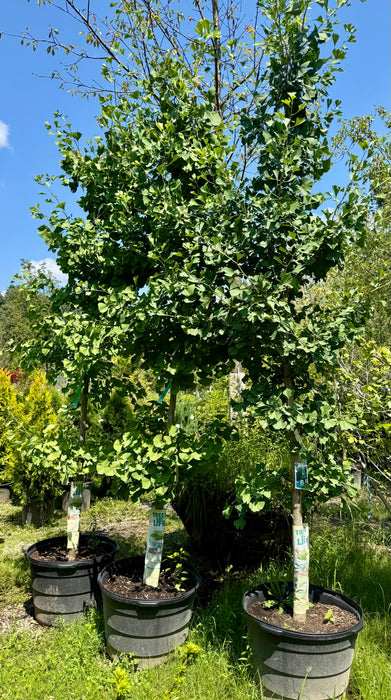 Ginkgo Tree (Maidenhair Tree)