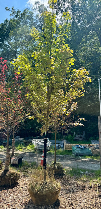 Autumn Blaze Maple