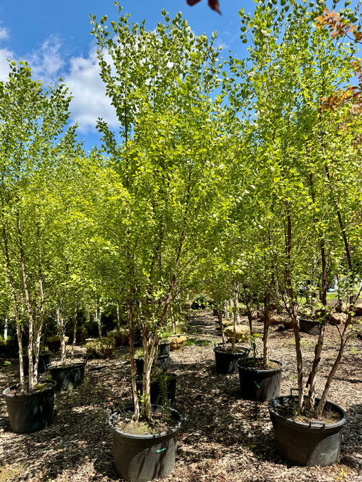 Heritage River Birch