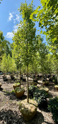 XL Armstrong Columnar Red Maple