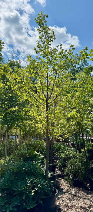 Greenspire Littleleaf Linden