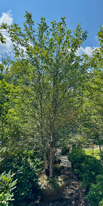 Heritage River Birch