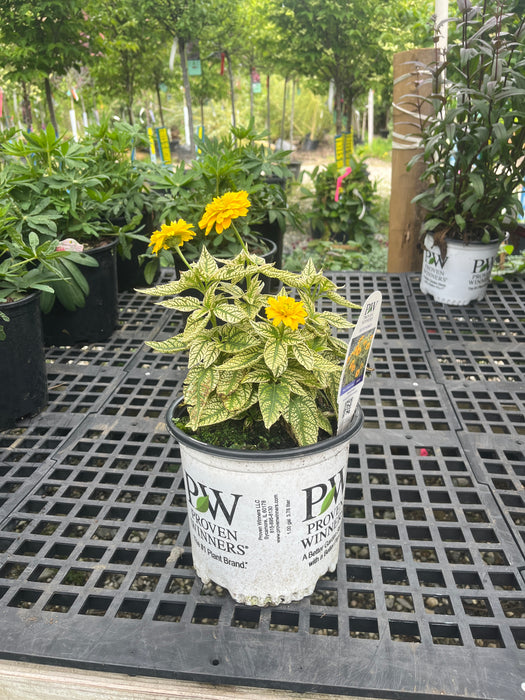 Bit of Honey False Sunflower
