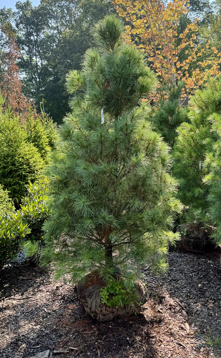 Eastern White Pine