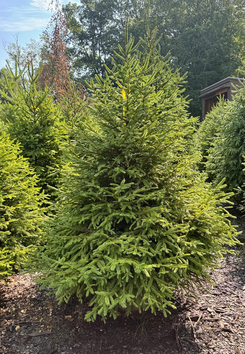 Norway Spruce