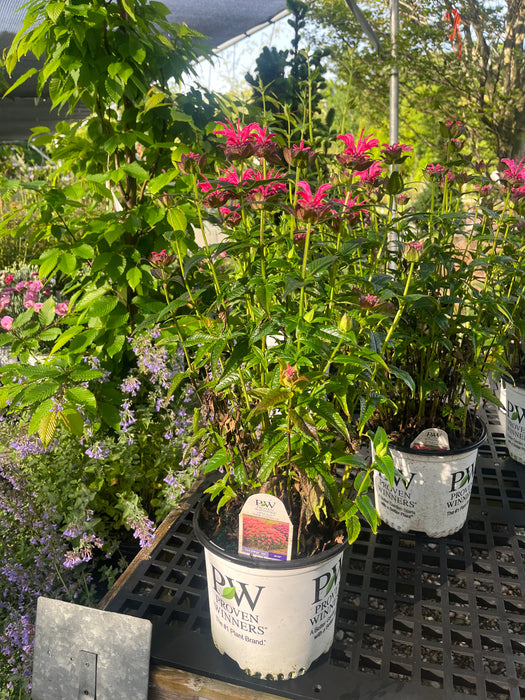 Upscale Pink Chenille Bee Balm