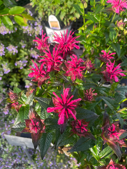 Upscale Pink Chenille Bee Balm