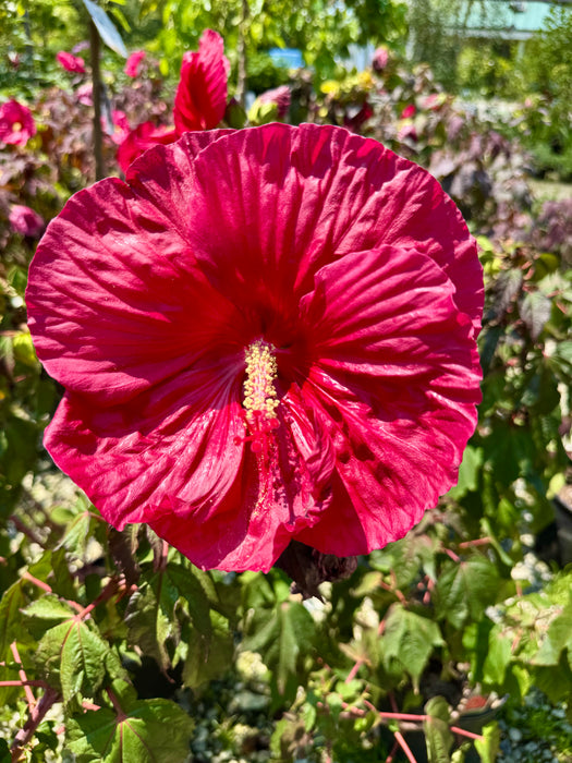 Mars Madness Rose Mallow Hibiscus