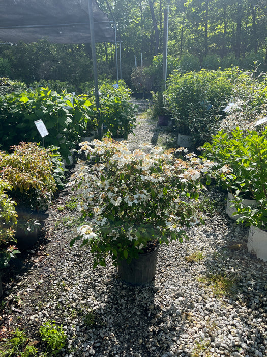 Summer Snowflake Viburnum