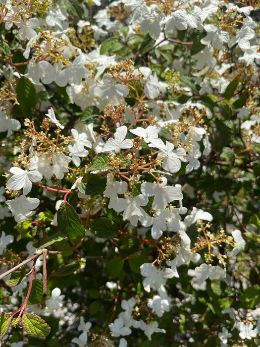 Summer Snowflake Viburnum