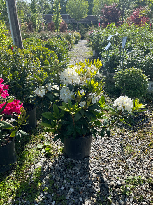 Chionoides Rhododendron