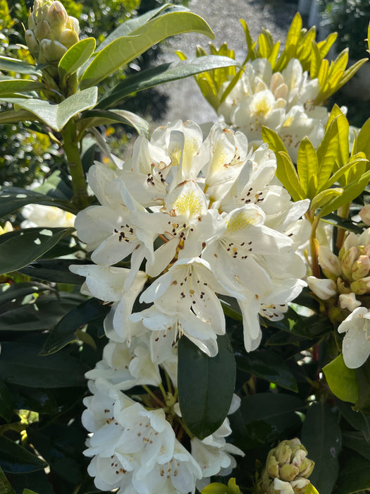 Chionoides Rhododendron
