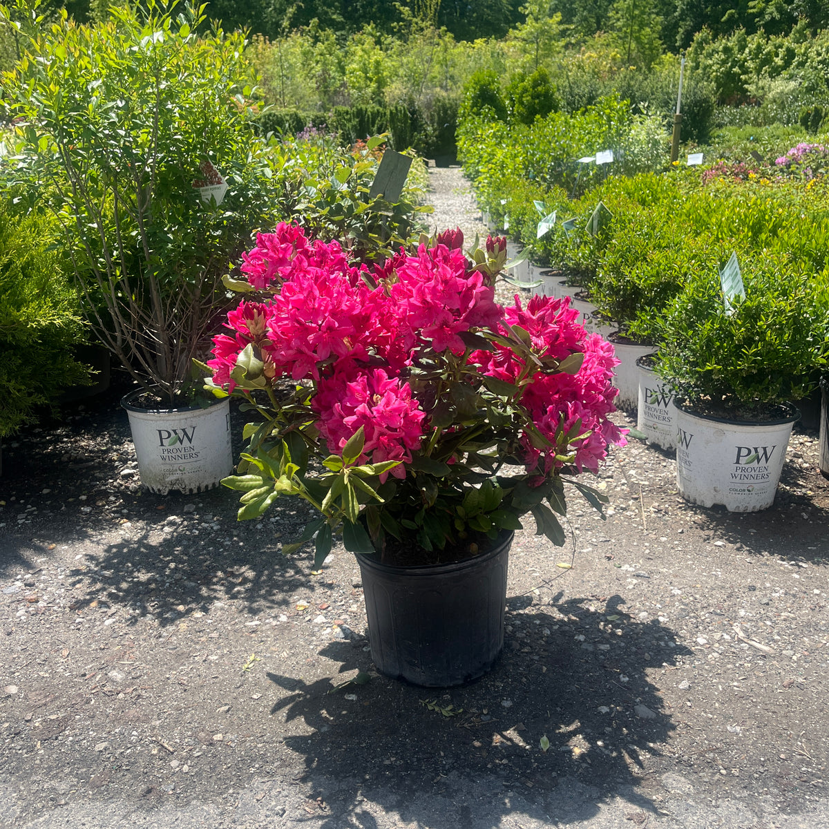 Nova Zembla Rhododendron