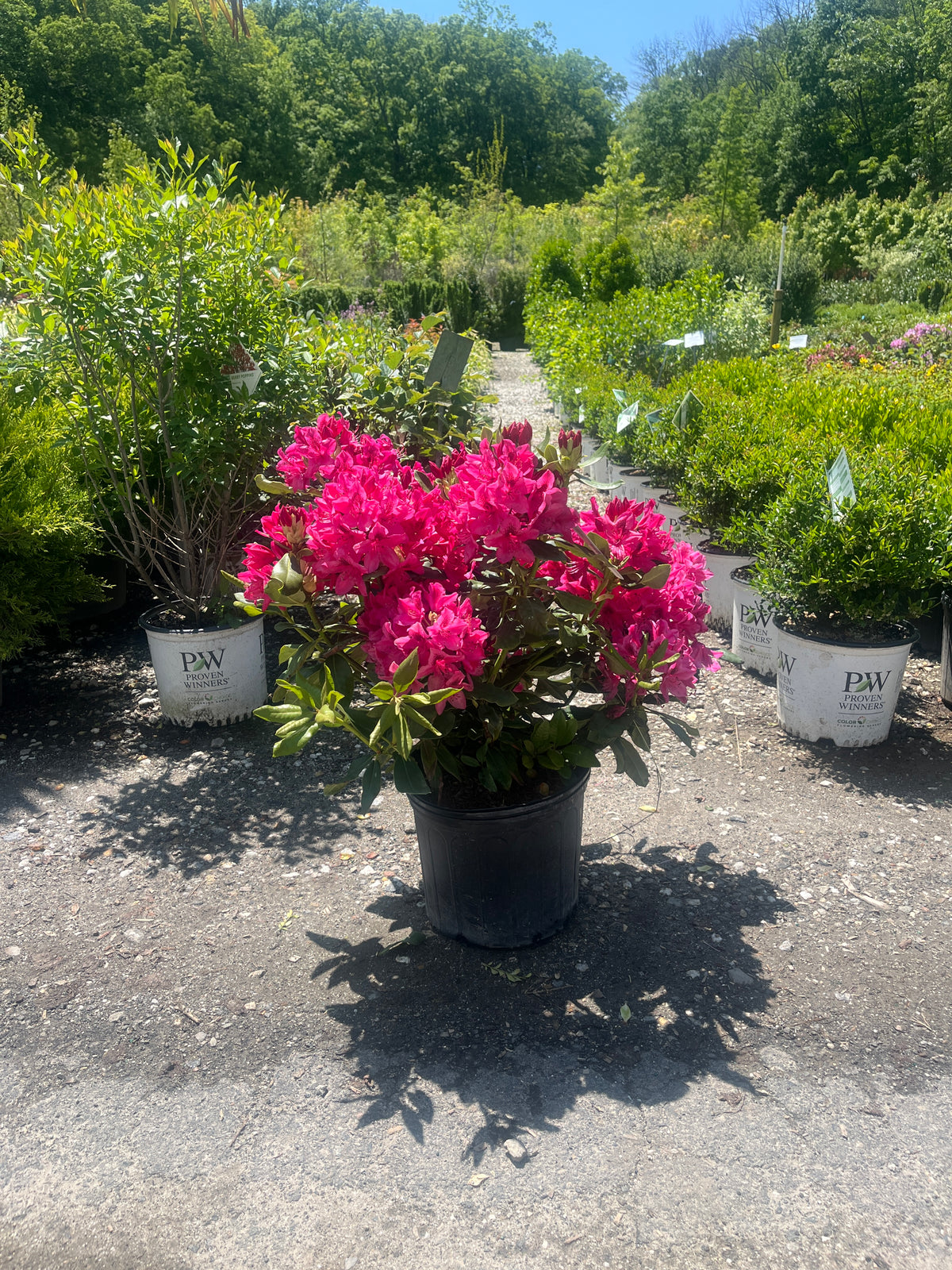 Nova Zembla Rhododendron For Sale Online | Bright Red Blooms