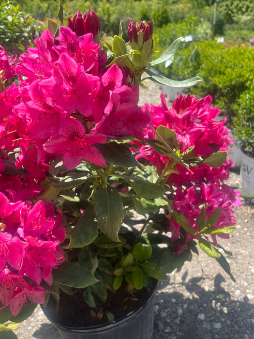 Nova Zembla Rhododendron