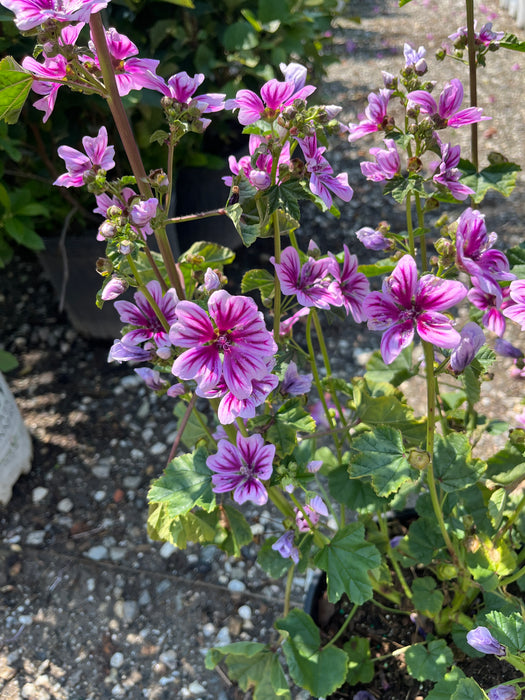 Zebra Mallow