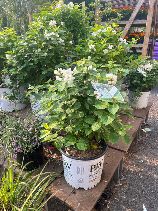 Illuminati Sparks Mockorange