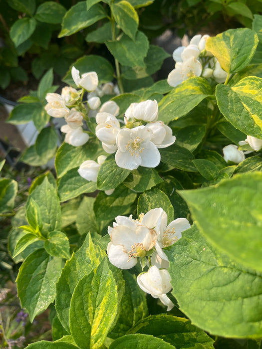 Illuminati Sparks Mockorange