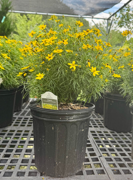 Zagreb Tickseed Coreopsis