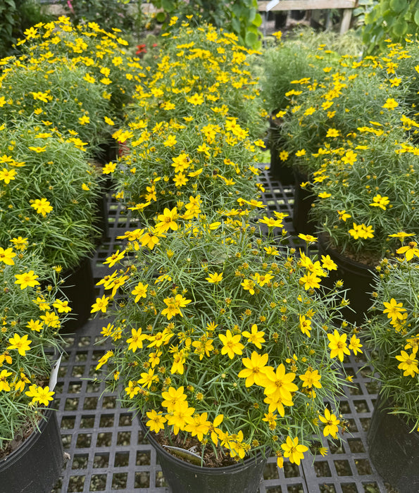 Zagreb Tickseed Coreopsis