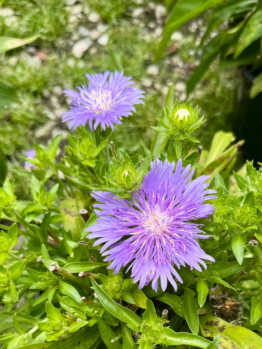 Peachie's Pick Stoke Aster