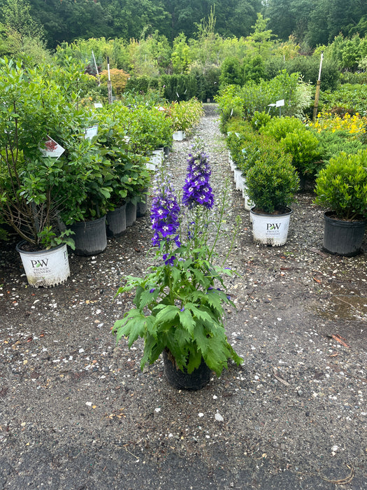 Delgenius™ Blue Fabulosa Delphinium