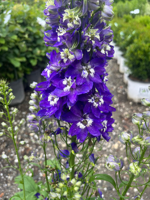 Delgenius™ Blue Fabulosa Delphinium