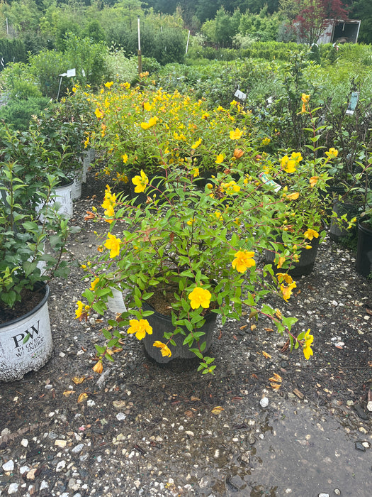Hidcote St. John's Wort