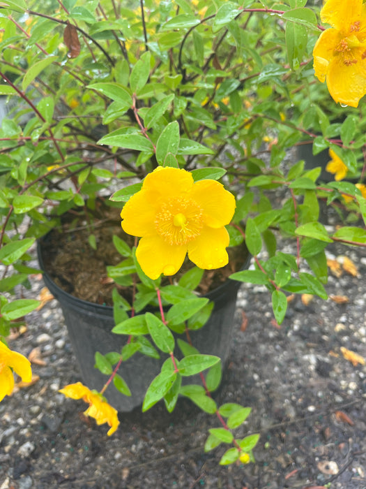 Hidcote St. John's Wort