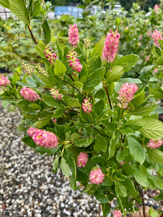 Ruby Spice Summersweet