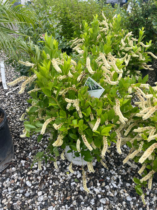 Little Henry® Sweetspire