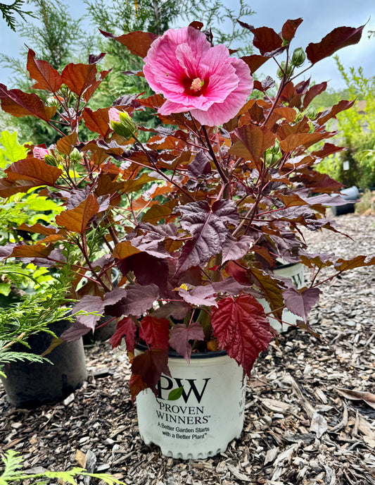 Summerific® Evening Rose Rose Mallow (Hibiscus)
