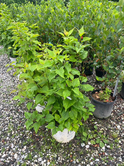 Scentara® Double Blue Lilac