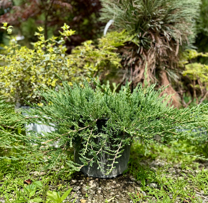 Bar Harbor Juniper
