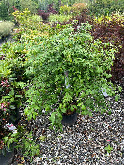 Burning Bush (Euonymus Alatus)