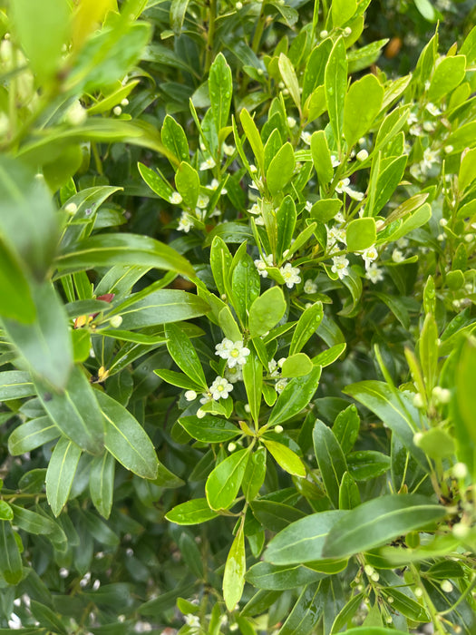 Shamrock Inkberry Holly