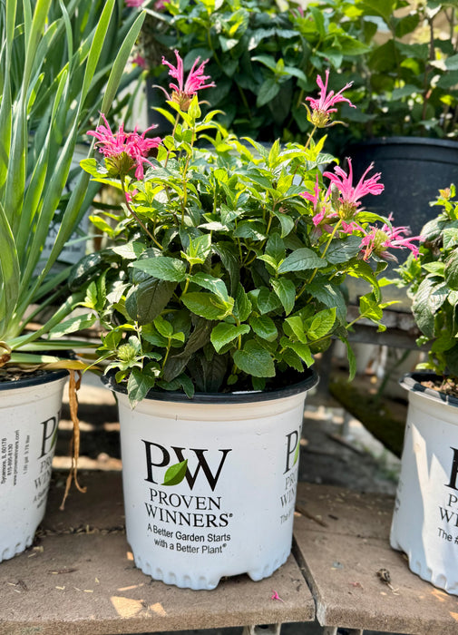Pardon My Rose Bee Balm